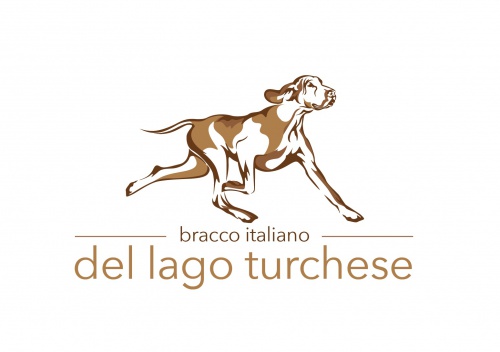 Bracco Italiano Zucht